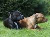 Show leads for american staffordshire terrier