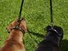 Staffordshire bull terriers show leashes