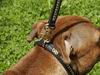 Show leads for american staffordshire terrier